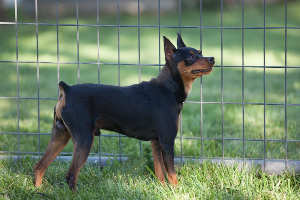 akc miniature pinscher for sale