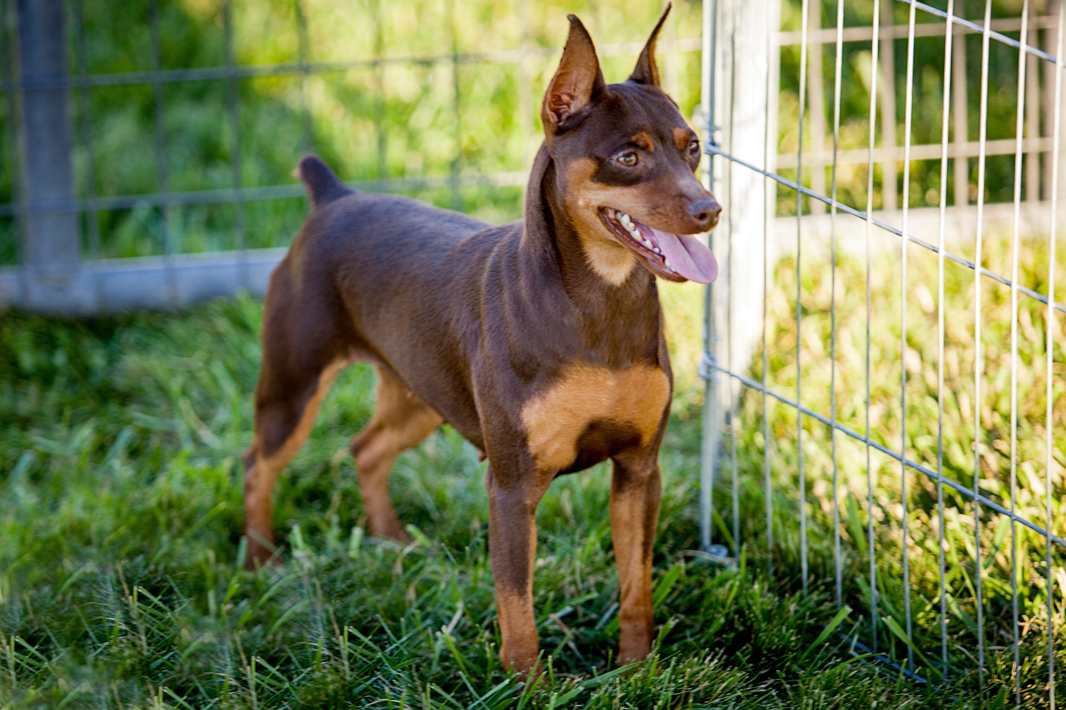 akc miniature pinscher for sale