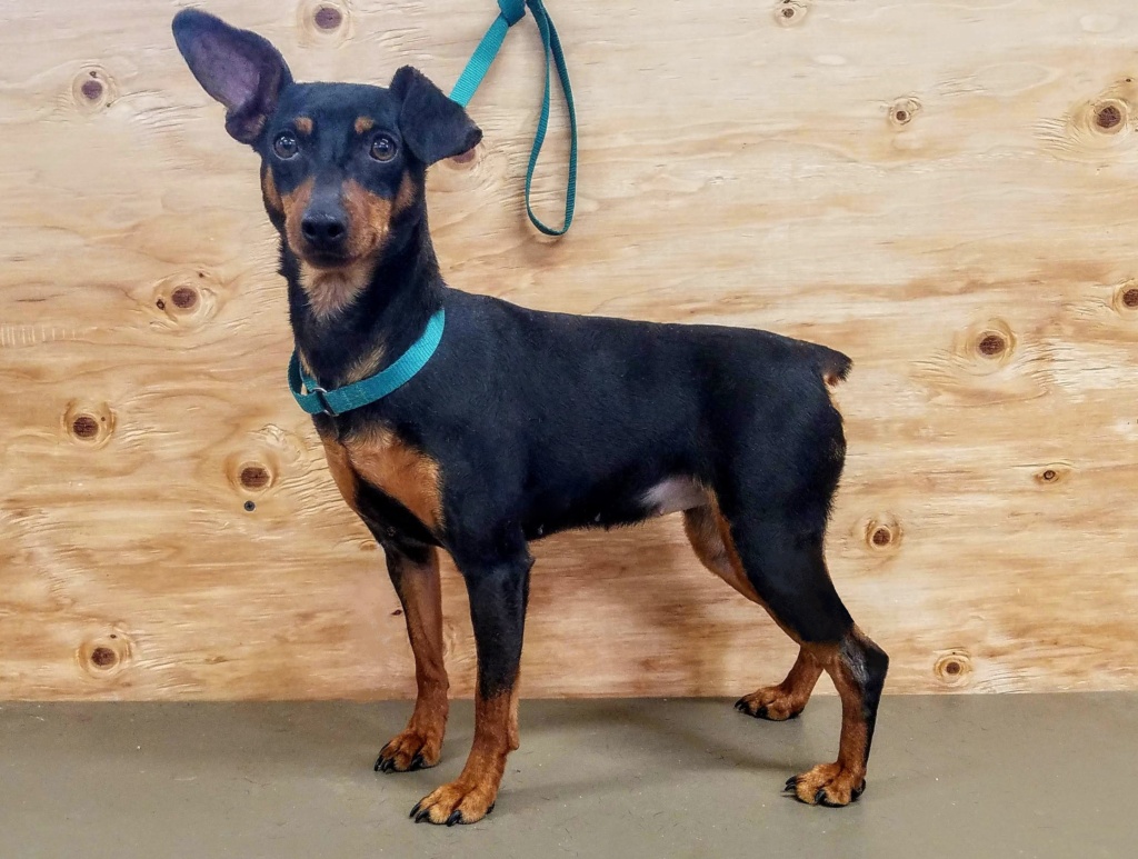 Min pin hot sale shepherd